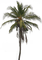 palm tree, sunshine3 - ilmainen png animoitu GIF