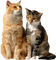 chat - kostenlos png Animiertes GIF