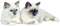CHAT - kostenlos png Animiertes GIF