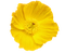 Flower - δωρεάν png κινούμενο GIF