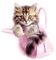 cat - безплатен png анимиран GIF