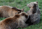 European bear, Euroopan karhu - Безплатен анимиран GIF анимиран GIF