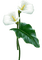 Blue DREAM  70 _ flowers_calla - Free PNG Animated GIF
