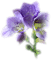 Flowers dm19 - PNG gratuit GIF animé