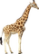 Kaz_Creations Giraffe - zadarmo png animovaný GIF