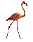 bird-flamingo-NitsaP