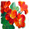Y.A.M._Fantasy Summer flowers - Free PNG Animated GIF