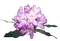 Rhododendron - png ฟรี GIF แบบเคลื่อนไหว