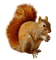 Kaz_Creations Animals-Squirrel - ingyenes png animált GIF