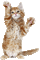 gato,cats-l - Zdarma animovaný GIF animovaný GIF