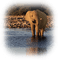 elefante - png gratuito GIF animata