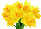 Daffodil Bouquet - Безплатен анимиран GIF анимиран GIF