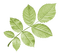 Kathleen Reynolds  Leafs Leaves - Free PNG Animated GIF