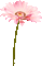 Flower.Yellow.Pink.Animated - KittyKatLuv - Δωρεάν κινούμενο GIF κινούμενο GIF