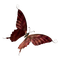 kikkapink red brown gothic butterfly steampunk - zadarmo png animovaný GIF