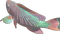fish - Free PNG Animated GIF