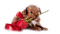 dog - 免费PNG 动画 GIF