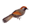 oiseau - png gratis GIF animado