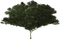 bush-tree-plant - darmowe png animowany gif