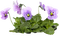 blommor-lila - δωρεάν png κινούμενο GIF