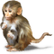singe - безплатен png анимиран GIF