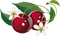 cherries Bb2
