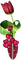 tulipe.Cheyenne63 - безплатен png анимиран GIF