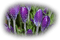 spring - безплатен png анимиран GIF