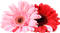 Kaz_Creations Colours Deco Flowers - δωρεάν png κινούμενο GIF