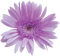 Kaz_Creations Deco Purple Flower