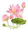 Lotus - png gratuito GIF animata