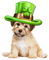 st. patrick's day dog - Free PNG Animated GIF