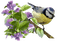 Spring Bird - безплатен png анимиран GIF