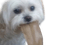 dog throw up - GIF animé gratuit
