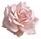 ruža - zadarmo png animovaný GIF