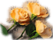 Flowers yellow rose - δωρεάν png κινούμενο GIF