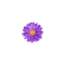 kikkapink deco scrap purple flower - png ฟรี GIF แบบเคลื่อนไหว
