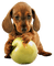 manzana - png gratis GIF animasi