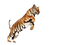 tiger jumping - darmowe png animowany gif