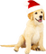 Christmas.Dog.Beige.White.Red - бесплатно png анимированный гифка