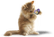 minou-cat-katt - PNG gratuit GIF animé