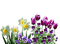 Fleurs - gratis png geanimeerde GIF