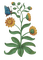 yellow flower illustration - Darmowy animowany GIF