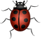 ladybug leppäkerttu sisustus decor - PNG gratuit GIF animé