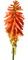 kukka fleur flower - безплатен png анимиран GIF