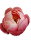 peony flower - besplatni png animirani GIF