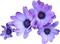 purple-flower-lila-minou52 - PNG gratuit GIF animé