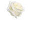 rosa branca-l - png gratuito GIF animata