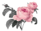 aquarelle, été, fleur, Orabel - nemokama png animuotas GIF