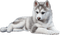 husky pup - ingyenes png animált GIF